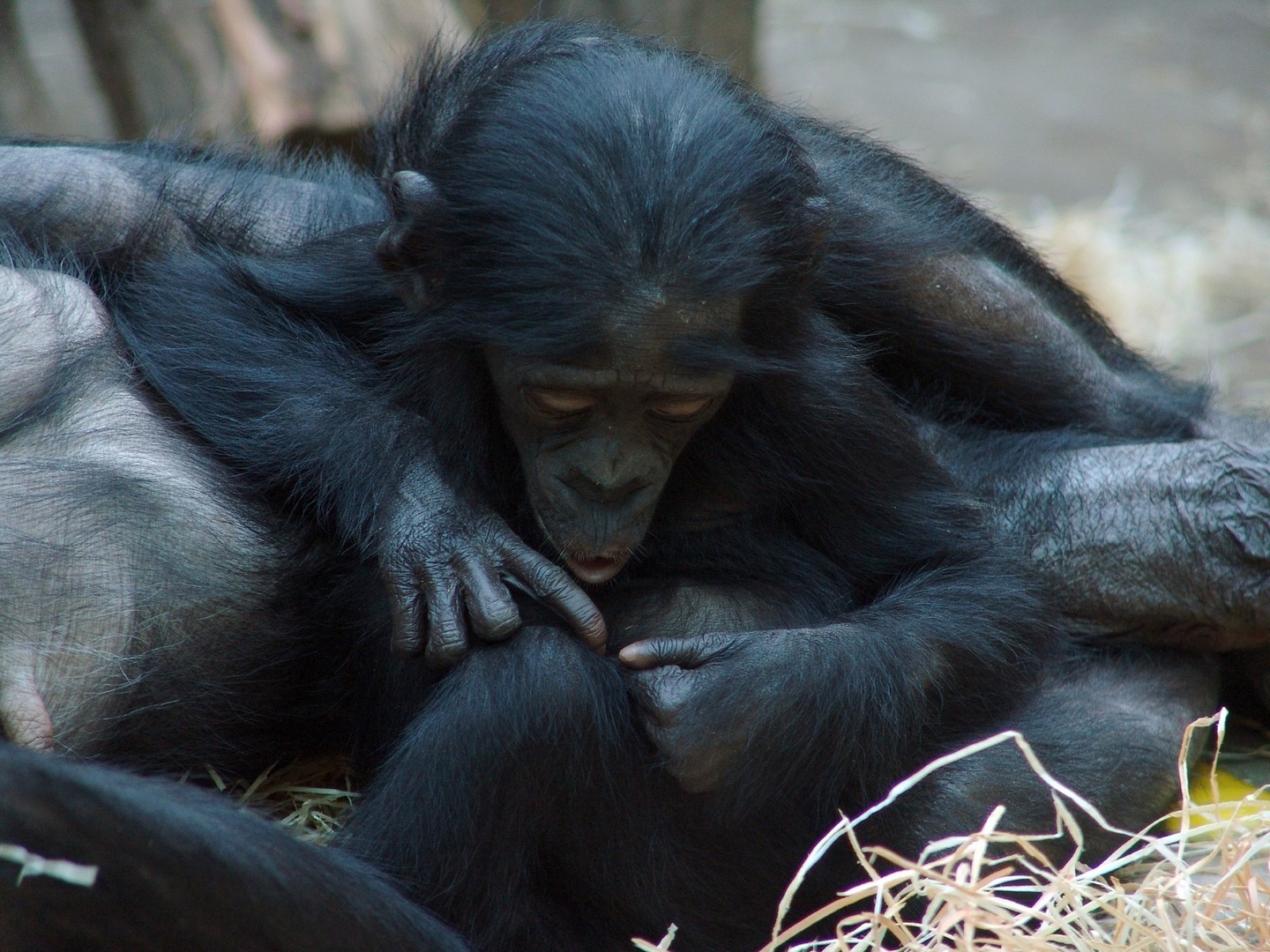 Где совокупляются. Шимпанзе бонобо. Горилла бонобо. Шимпанзе бонобо оральный. Бонобо спаривание.